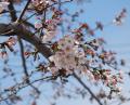 桜まつりの写真