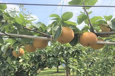 the Matsudo Pear, which is one of the city’s specialties