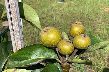 pear10