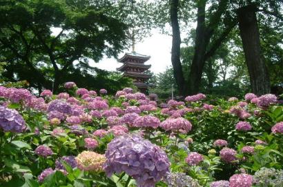 本土寺のあじさい