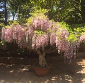 tojiwisteria3