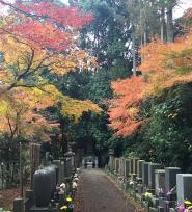 本土寺の紅葉