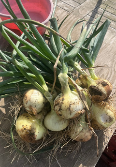 onions