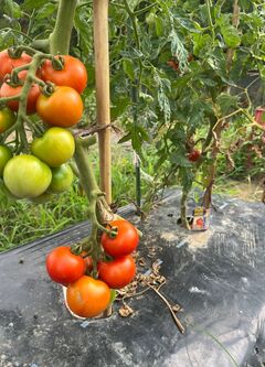 tomato