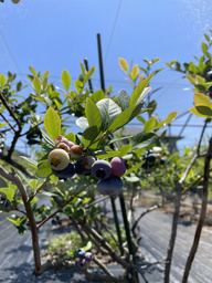 blueberry2