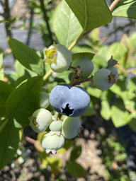 blueberry1