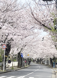 sakura