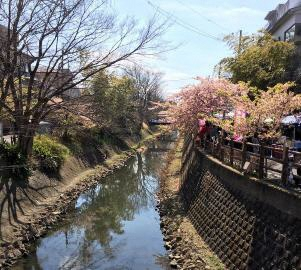 坂川と河津桜