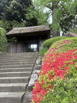 tsutsuji