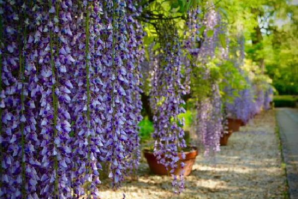 tojowisteria