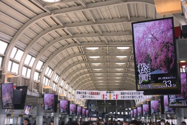 戸定邸のやさしく美しい桜が行き交う人々を魅了