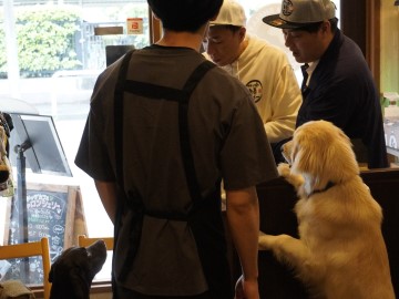 カフェの犬と店員さん
