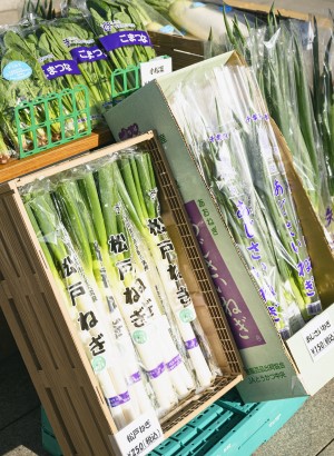 やきりねぎ、あじさいねぎ、松戸ねぎ