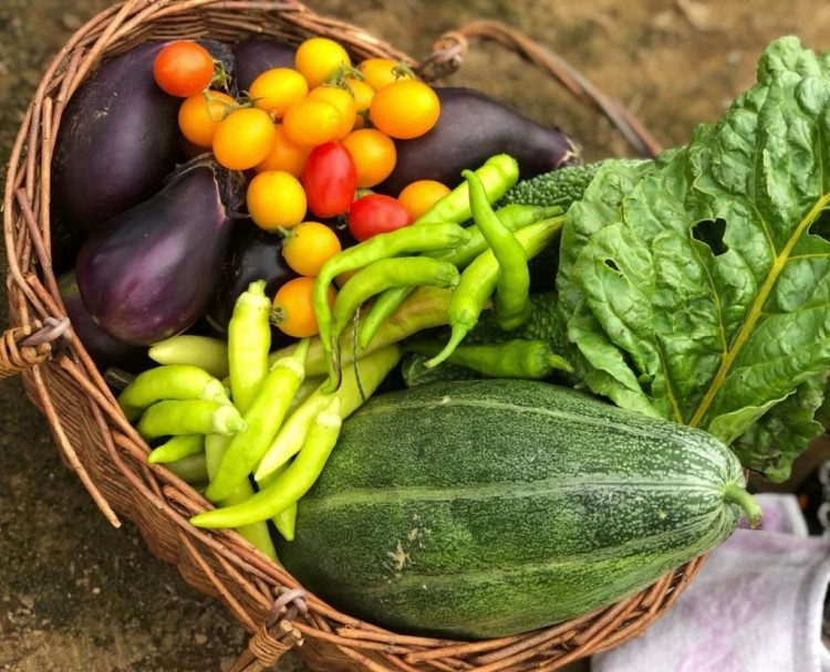 野菜の写真