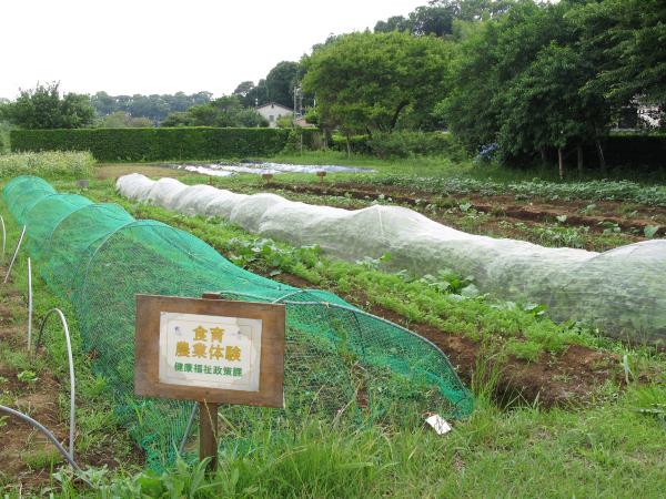 農業体験畑の全景