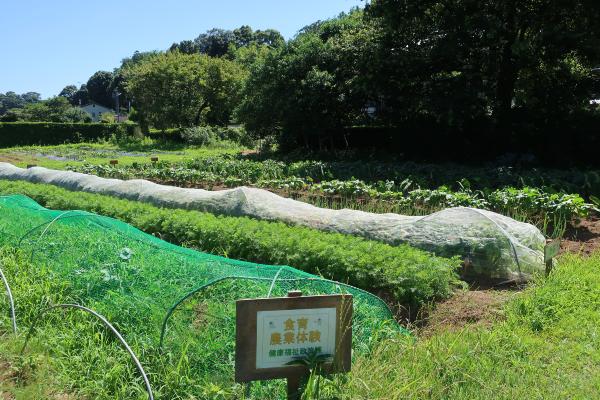 農業体験畑の全景