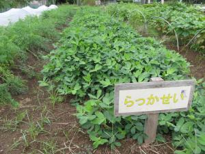 落花生の畝