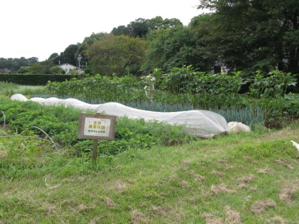 農業体験畑の全景