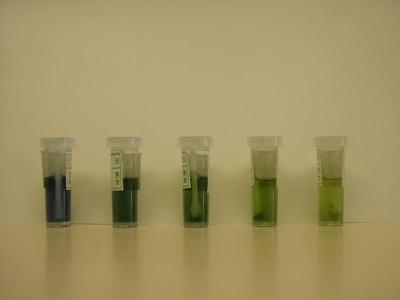 カリオスタット検査で虫歯菌により試薬の色が変化している写真