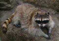 アライグマの写真