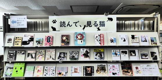 展示画像