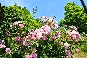 力強く咲くピンク色のバラの写真