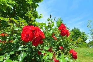 大きい花をを咲かせた赤いバラの写真