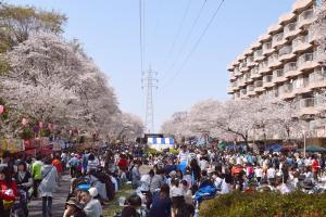 グリーンベルトの両脇に並ぶ桜の写真