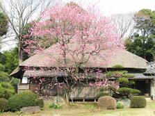 花桃が咲いた主屋外観写真