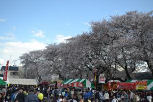 常盤平さくらまつりの様子