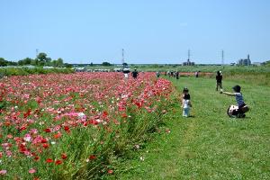 ポピーの花畑