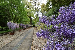 藤の花