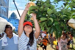 児童が梨を収穫する画像