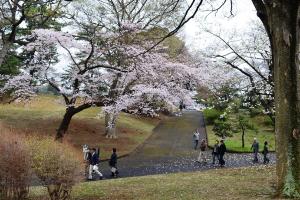 八柱霊園桜まつり画像2