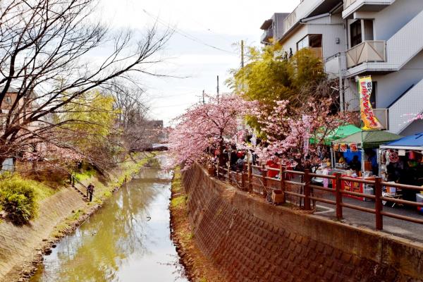 河津桜まつりの様子