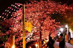 夜の河津桜