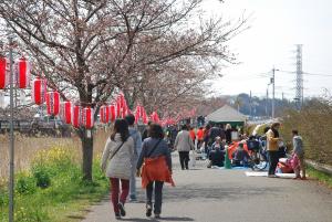 国分川桜まつり画像2