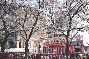 八柱さくら祭りの写真（桜と舞台）