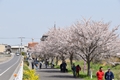 国分川の桜の写真
