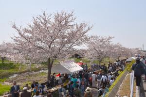 国分川桜まつりの写真1