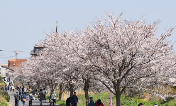 桜の写真