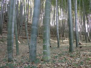 竹林の様子