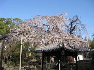 東漸寺シダレザクラ3