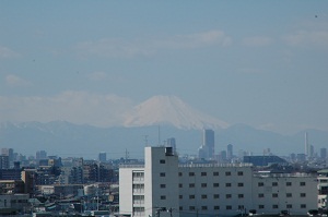 富士見の松