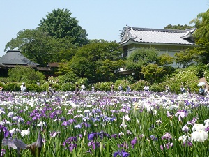 本土寺_