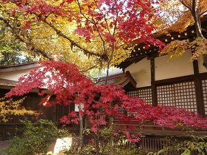 本土寺