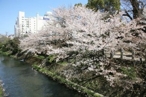 坂川の様子