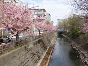 坂川沿いのカワヅザクラの写真
