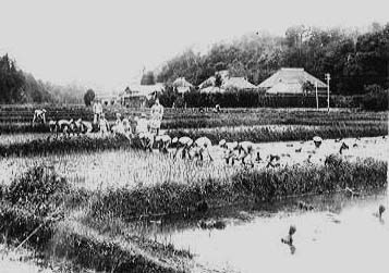昭和14年頃、大橋での田植えをしている写真