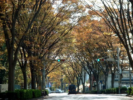 常盤平けやき通り（紅葉）写真